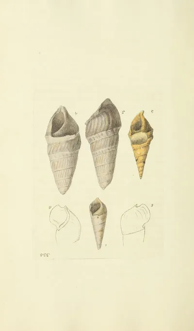 The Mineral Conchology Of Great Britain Pl 228