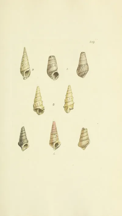 The Mineral Conchology Of Great Britain Pl 229