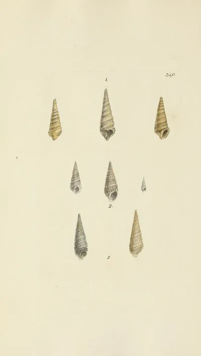 The Mineral Conchology Of Great Britain Pl 230