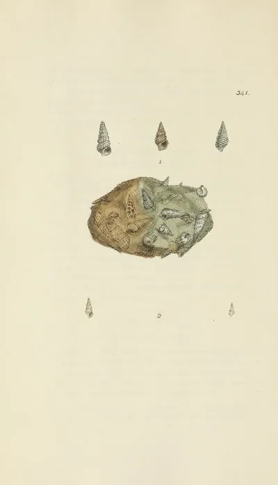 The Mineral Conchology Of Great Britain Pl 231