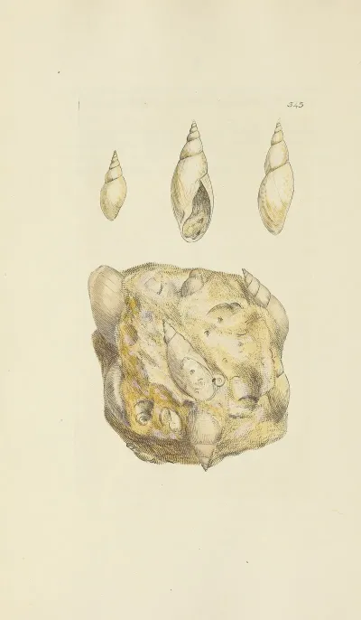 The Mineral Conchology Of Great Britain Pl 232