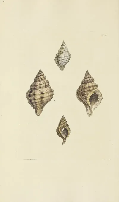 The Mineral Conchology Of Great Britain Pl 233