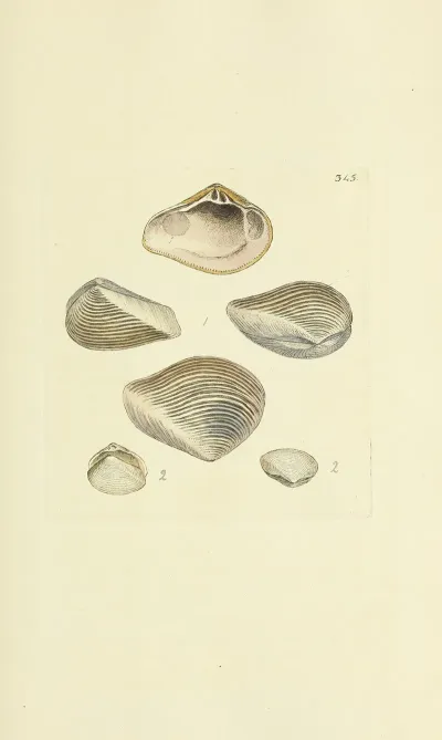 The Mineral Conchology Of Great Britain Pl 234