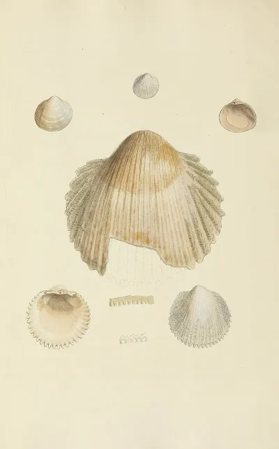 The Mineral Conchology Of Great Britain Pl 235
