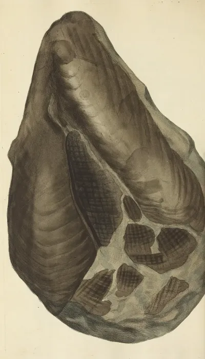 The Mineral Conchology Of Great Britain Pl 236