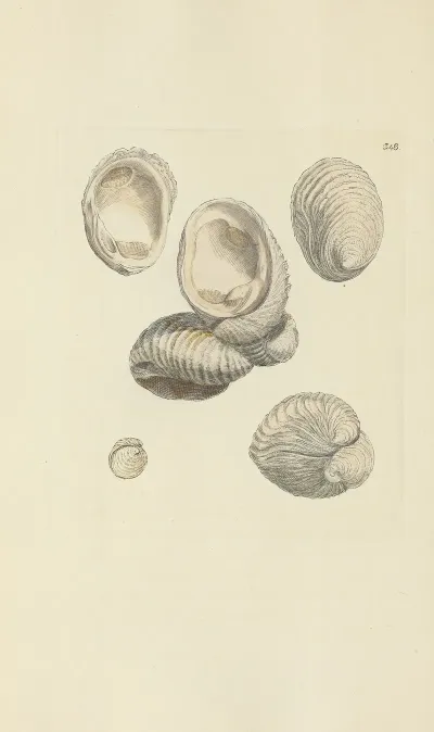 The Mineral Conchology Of Great Britain Pl 237
