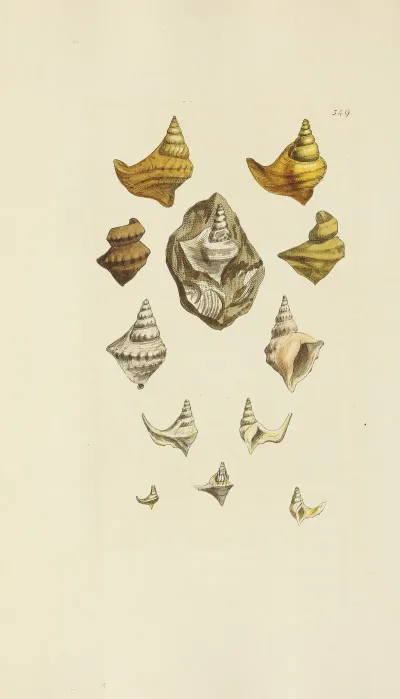 The Mineral Conchology Of Great Britain Pl 238