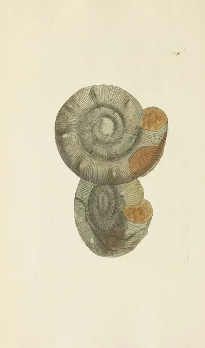 The Mineral Conchology Of Great Britain Pl 239