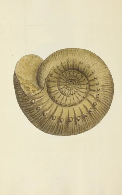 The Mineral Conchology Of Great Britain Pl 240