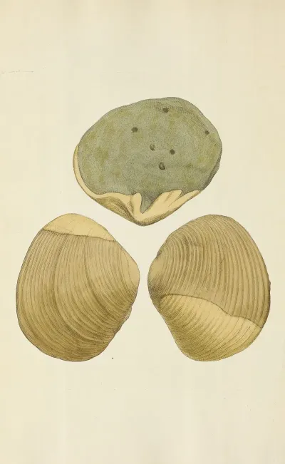 The Mineral Conchology Of Great Britain Pl 241