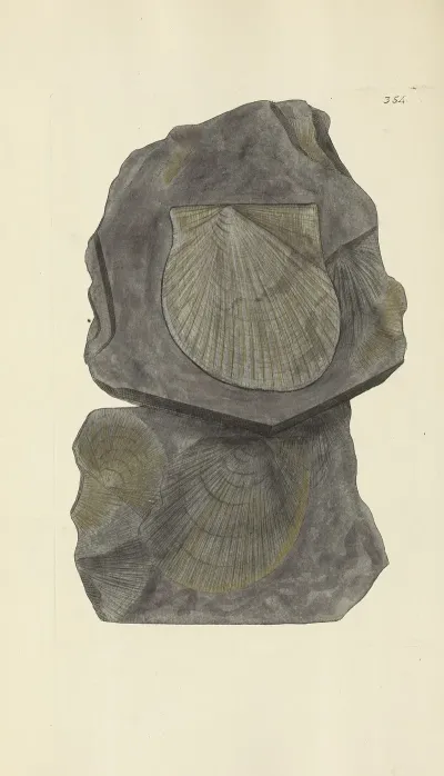 The Mineral Conchology Of Great Britain Pl 242