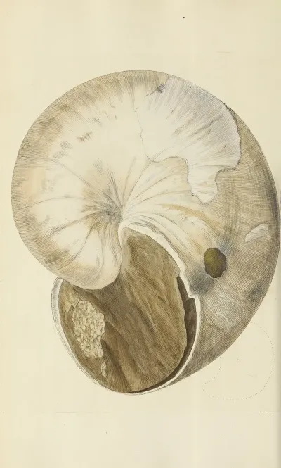 The Mineral Conchology Of Great Britain Pl 243