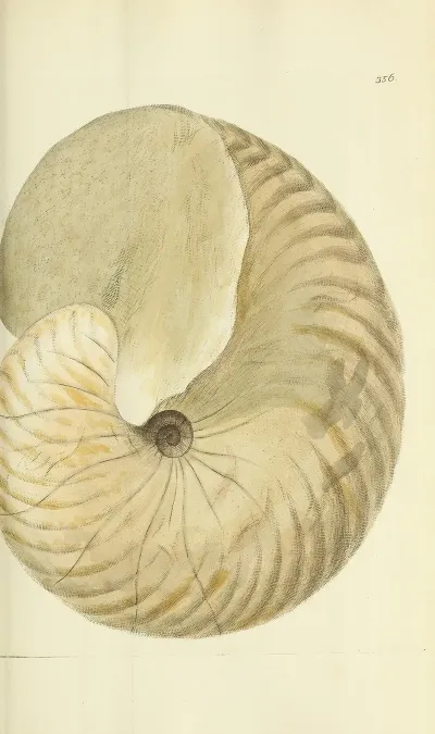 The Mineral Conchology Of Great Britain Pl 244