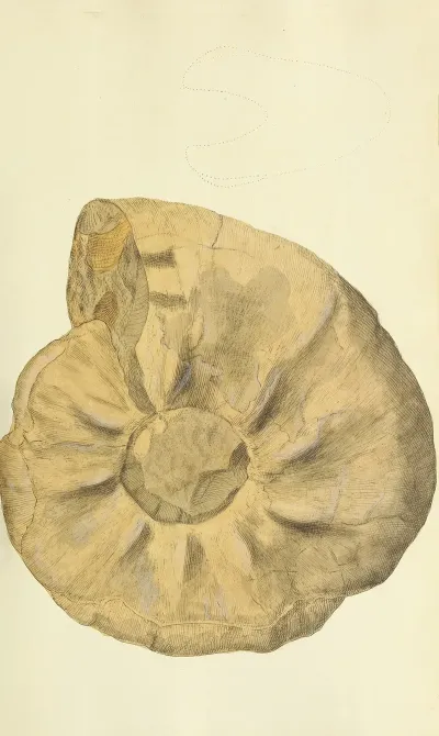 The Mineral Conchology Of Great Britain Pl 245
