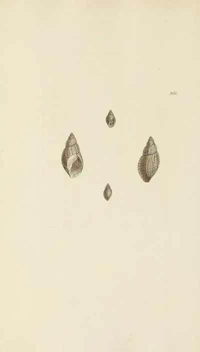 The Mineral Conchology Of Great Britain Pl 246