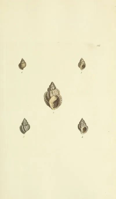 The Mineral Conchology Of Great Britain Pl 247