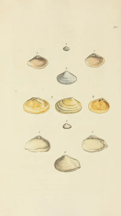 The Mineral Conchology Of Great Britain Pl 248