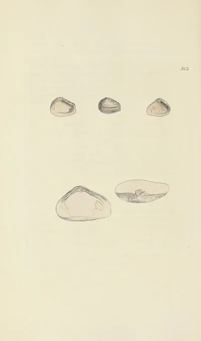 The Mineral Conchology Of Great Britain Pl 249