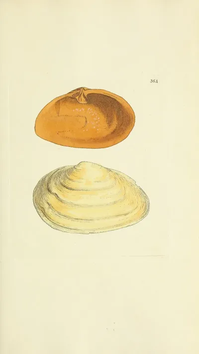 The Mineral Conchology Of Great Britain Pl 250