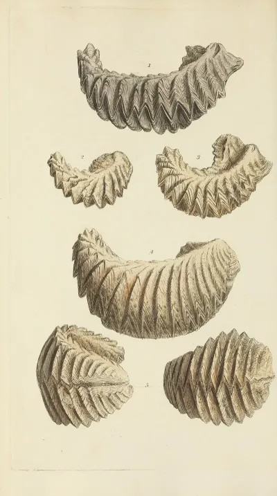 The Mineral Conchology Of Great Britain Pl 251