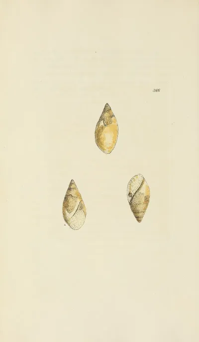 The Mineral Conchology Of Great Britain Pl 252