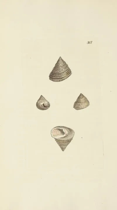 The Mineral Conchology Of Great Britain Pl 253