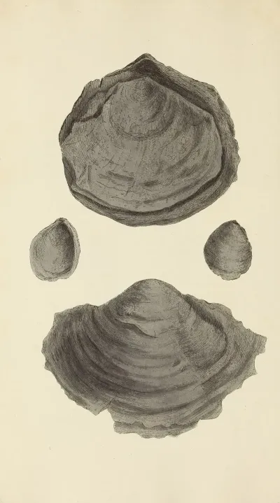The Mineral Conchology Of Great Britain Pl 254