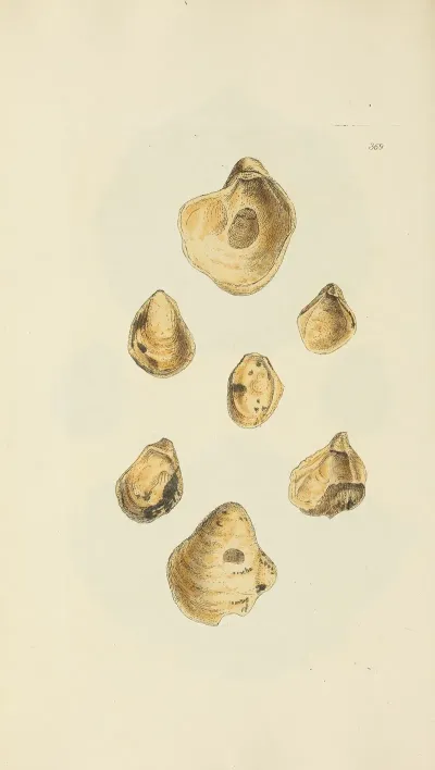 The Mineral Conchology Of Great Britain Pl 255