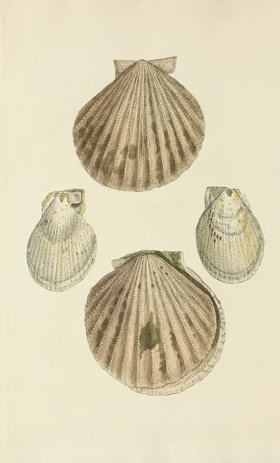The Mineral Conchology Of Great Britain Pl 256