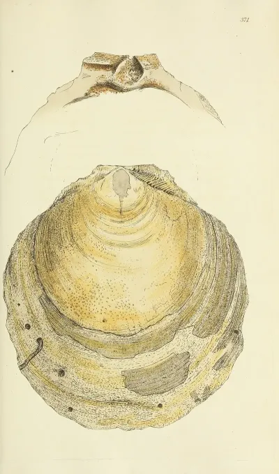 The Mineral Conchology Of Great Britain Pl 257