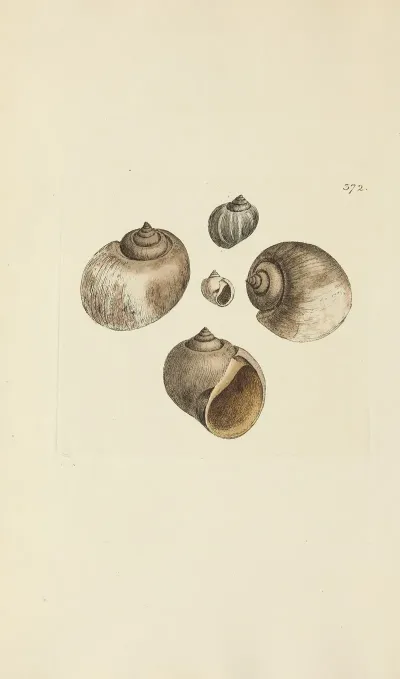 The Mineral Conchology Of Great Britain Pl 258