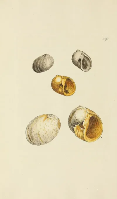 The Mineral Conchology Of Great Britain Pl 259