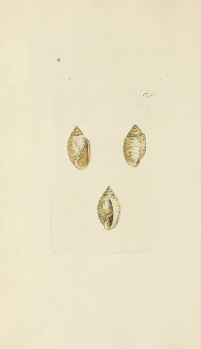 The Mineral Conchology Of Great Britain Pl 260