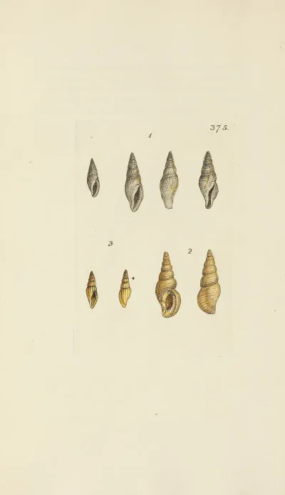 The Mineral Conchology Of Great Britain Pl 261
