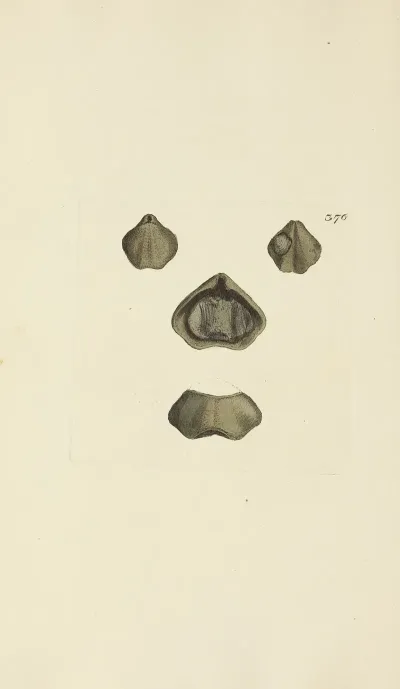 The Mineral Conchology Of Great Britain Pl 262