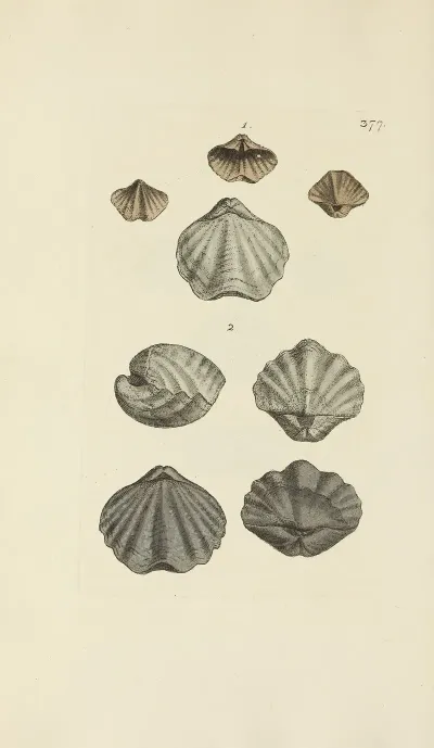 The Mineral Conchology Of Great Britain Pl 263