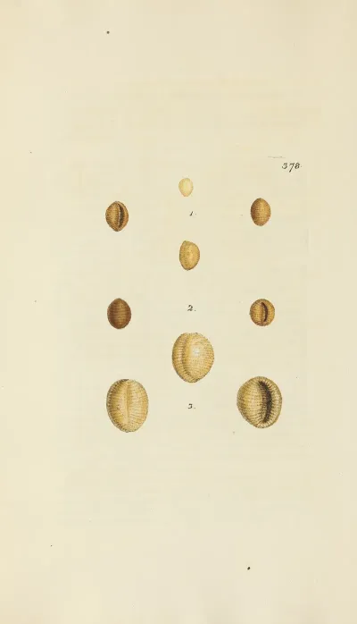 The Mineral Conchology Of Great Britain Pl 264