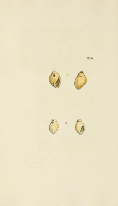 The Mineral Conchology Of Great Britain Pl 265