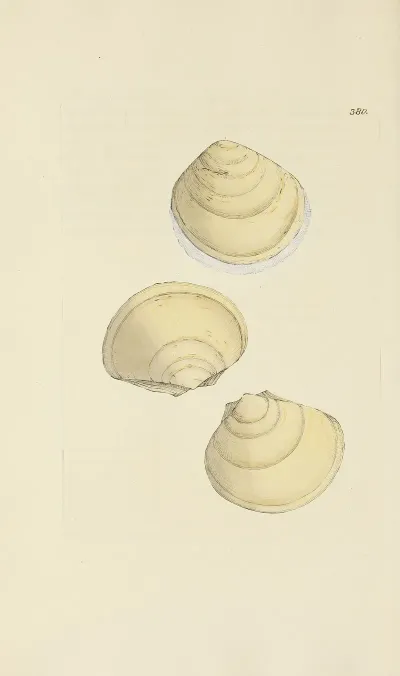The Mineral Conchology Of Great Britain Pl 266