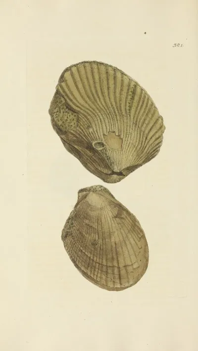 The Mineral Conchology Of Great Britain Pl 267