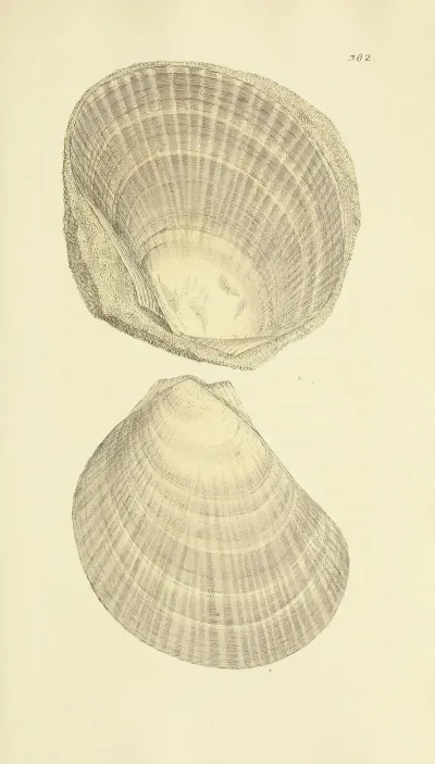 The Mineral Conchology Of Great Britain Pl 268
