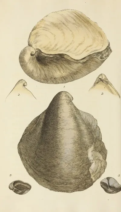 The Mineral Conchology Of Great Britain Pl 269