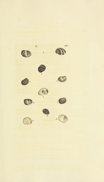 The Mineral Conchology Of Great Britain Pl 270