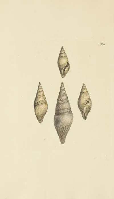 The Mineral Conchology Of Great Britain Pl 271