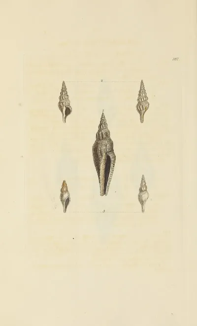 The Mineral Conchology Of Great Britain Pl 272