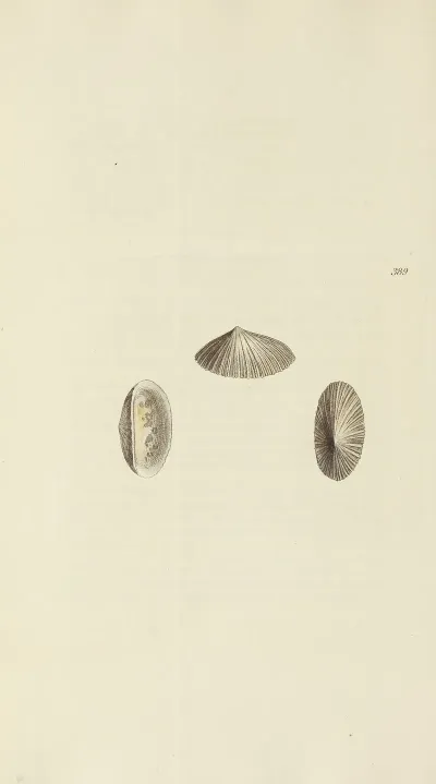 The Mineral Conchology Of Great Britain Pl 273