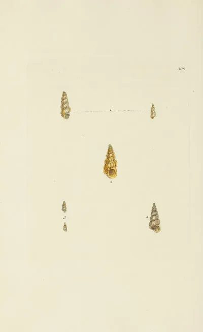 The Mineral Conchology Of Great Britain Pl 274