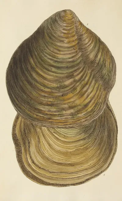 The Mineral Conchology Of Great Britain Pl 275