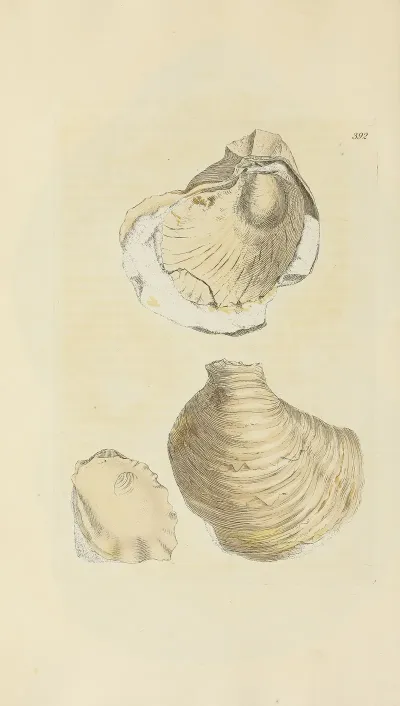 The Mineral Conchology Of Great Britain Pl 276