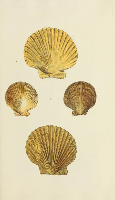 The Mineral Conchology Of Great Britain Pl 277
